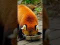 A Red Panda's Journey: How a Little Guys Beats the Odds#shorts