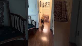 Video preview image #1 Boxer-Unknown Mix Puppy For Sale in Stevens Point, WI, USA