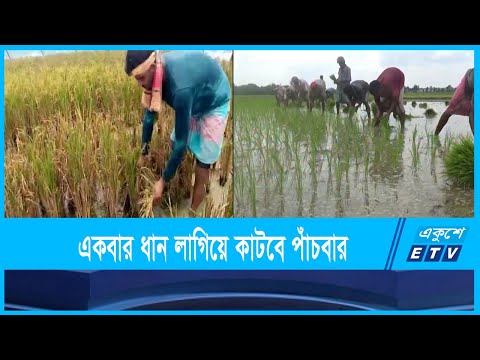 একবার ধান লাগিয়ে কাটা যাবে পাঁচবার