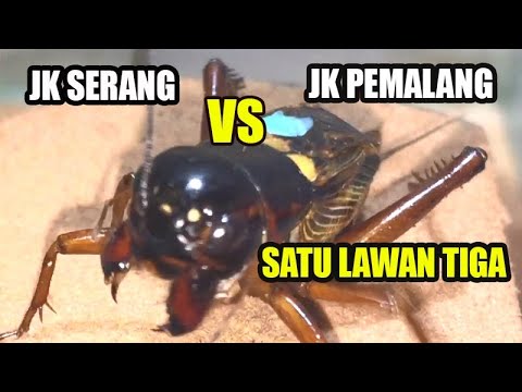1 EKOR JANGKRIK SERANG VS 3 EKOR JANGKRIK PEMALANG #ADUJANGKRIK