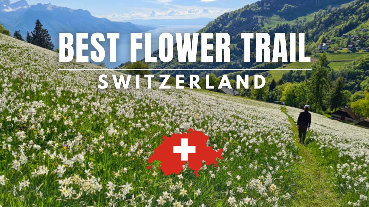 A perfect spot for picnics and relaxation amidst the fragrant blooms of narcissus flowers.