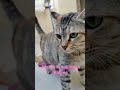 Mom Cat Calling To Kittens
