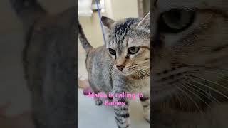 Mom Cat calling to Kittens