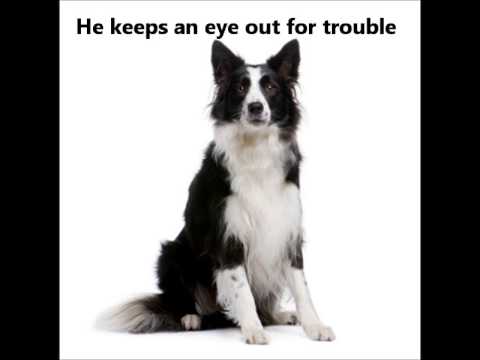 Border Collie