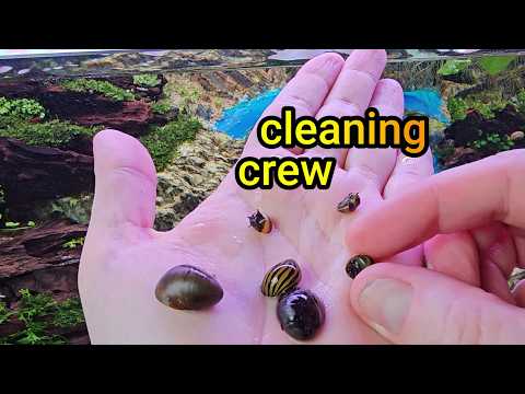 MUST HAVE algae eaters for a clean, algae free, fish tank or aquascape