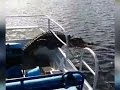The Scoop News Video Report - Gator jumps in tourist boat and takes a ride