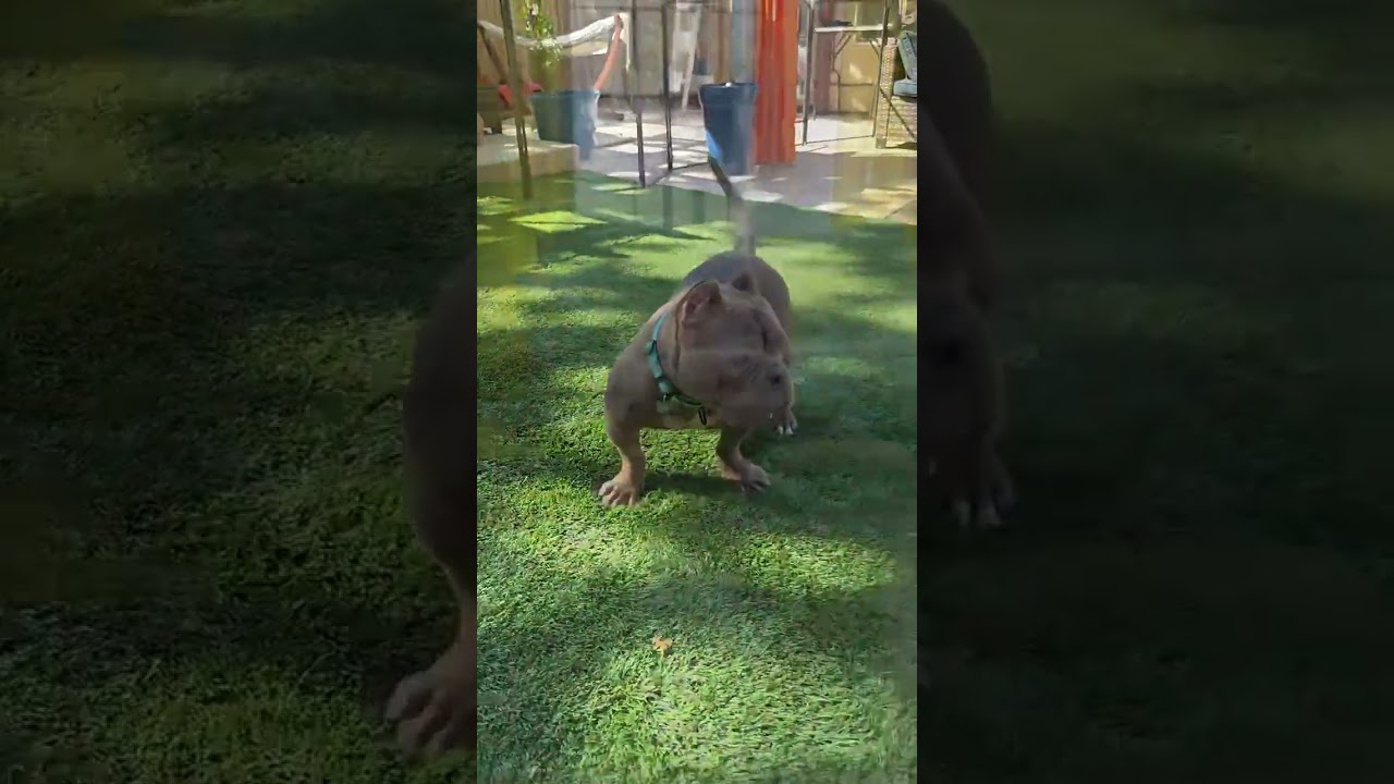 Charlie, a Adoptable mixed breed in Citrus Heights, CA video 2/6