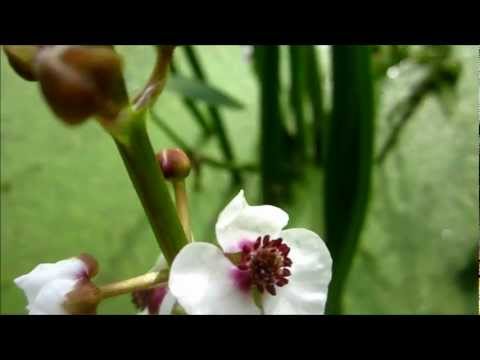 Стрелолист (Sagittaria sagittaefolia) – аквариумное растение