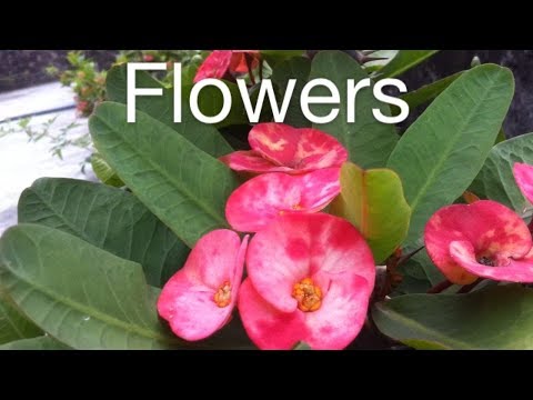 Flower Planting Collection | Nishat Forial