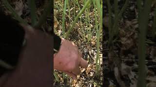 Video 3 Pioneer Protector® P505MSL Compared to Competitor Product