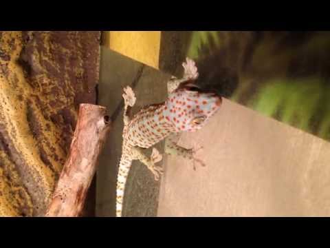 Gecko gecko strange trembling in back leg fingers