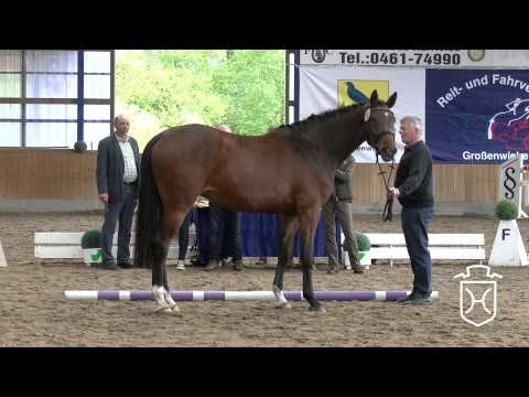 01  Schrittring   Stuteneintragung 2015   Schleswig Flensburg