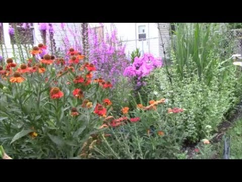 download lagu mp3 mp4 How To Propagate Walkers Low Catmint, download lagu How To Propagate Walkers Low Catmint gratis, unduh video klip How To Propagate Walkers Low Catmint