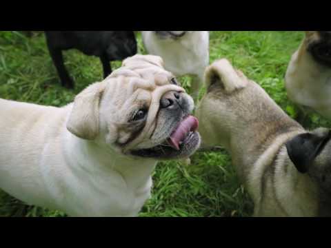 Der Mops - Ein Rasseporträt von Petra Alef