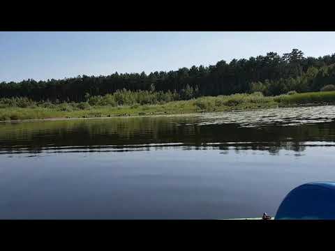 Birds at water reservoir Poland , Zbiornik Cieszanowice