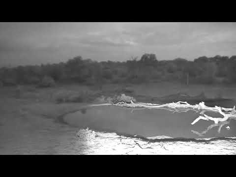 Djuma: Audio of Kudu/Nyala, birds & Vervet Monkeys alarming-then leopard saws - 04:18 - 12/19/18