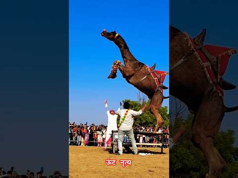 Kameltanz | Kameltanz auf Charpai | #Kamel