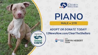 Animals including those on 'urgent' list at Beaumont Animal Care still in need of a home