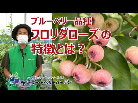 園芸 フロリダブルーベリー、ラビットアイブルーベリー