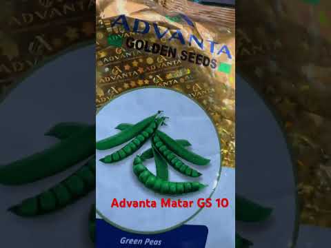 Advanta GS 10 (Matar)  Seed