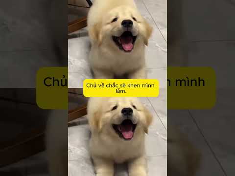 Hoá ra mẹ nói 2 con chó còn có ích hơn tôi, quả không sai #thucung #dongvat #dog #pets