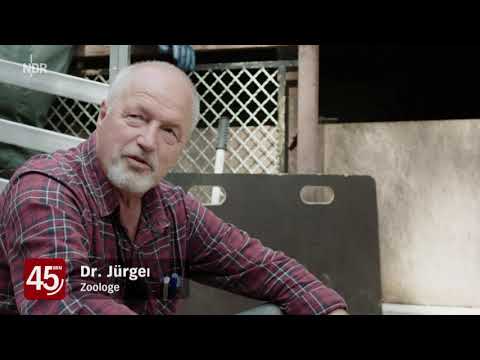 45 Min Artgerecht  Das Schweine Experiment - Ganze Doku Deutsch