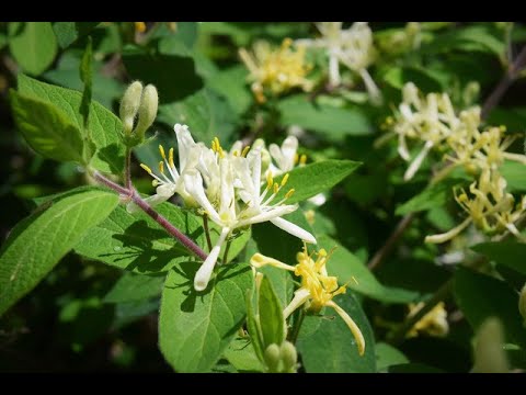 スイカズラをいつどの場所に植えるのか 2022