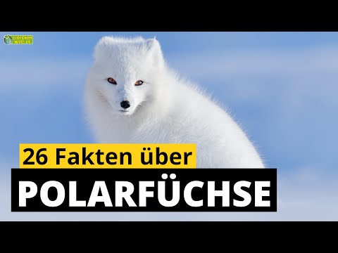 26 Steckbrief-Fakten über Polarfüchse - Doku-Wissen über Tiere - für Kinder