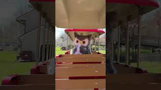 Otus takes a ride on the Spring Eye Spy Trains