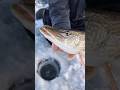 Video Thumbnail for Circle hook Rod and reel monster ice pike