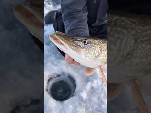Circle hook Rod and reel monster ice pike