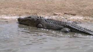 preview picture of video 'Australia Queensland Crocodiles at Koorana Crocodile Farm 4 of 4'