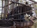 Медведи, живущие в клетках около трассы Самара - Тольятти, содержатся с соблюдением норм