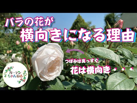 美しいバラの茂みを育てるにはどうすればよいですか？マスターすべき 6 つの基本的なジェスチャー  庭園