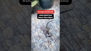 Download lagu Cara Kerja Racun Tikus Ratkiller mp3 Download lagu Cara Kerja Racun Tikus Ratkiller mp3