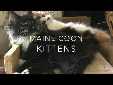 Maine Coon Kittens - Tiny Giants