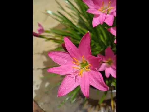 My lovely pinky flowers ......