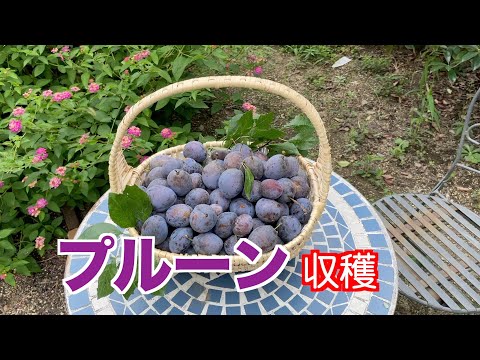 アジャンプルーンの製造に使用されるエンテプラム