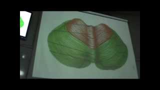 Dr.Sherif Fahmy - Embryology 22 - Development of CNS