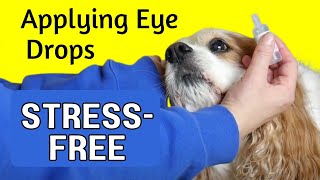 How to Put Eye Drops in a Cavalier King Charles Spaniel | Administering Eye Medication & Ointment