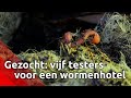 De gemeente Altena zoekt vijf testers voor een wormenhotel.