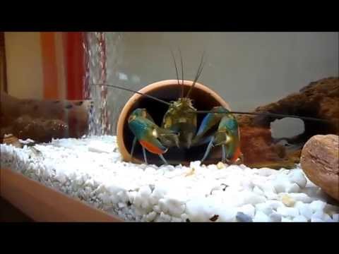 Watch Video on YouTube