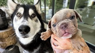 Husky Meets My Blind French Bulldog Puppies!