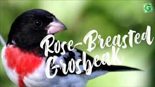 Download lagu Rose-Breasted Grosbeak Bird Sound | Rose-Breasted Grosbeak Bird Song mp3 Download lagu Rose-Breasted Grosbeak Bird Sound | Rose-Breasted Grosbeak Bird Song mp3