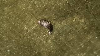 Kukci i insekti oko nas u prirodi--neki mali sivi kukac polagano puže...