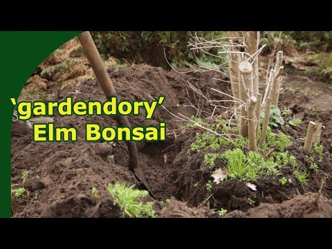 Collecting a garden elm for Bonsai !