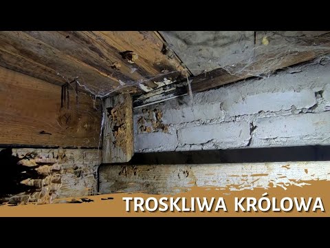 Caring Queen - Nest Removal - Insect Nest Elimination - Hornet Nest - Hornets