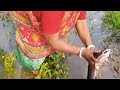 Amazing Hand Fishing By Village Woman Fish Catching In The Beautiful Natural Field Fishing Fish