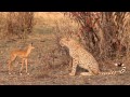 Teenage Cheetah Teases A Baby Impala