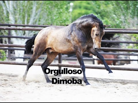 Orgulloso Dimoba - Mayo 2018
